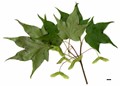 SpeciesSub: f. ambiguum SpeciesSub: f. ambiguum